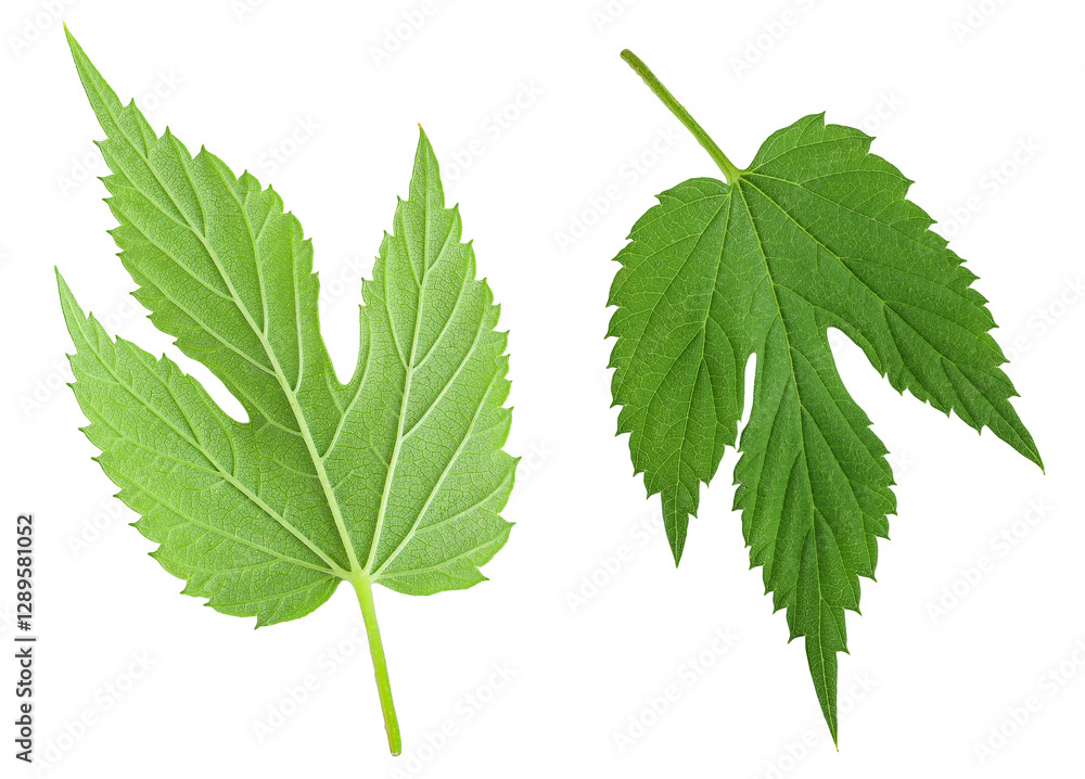 Hop cone leaves isolated on white background. Beer brewing ingredients Hop cone leaves isolated on white background. Beer brewing ingredients