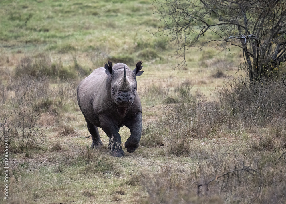 Fototapeta premium A black rhinoceros in the grasslands of Lake Nakuru, Kenya
