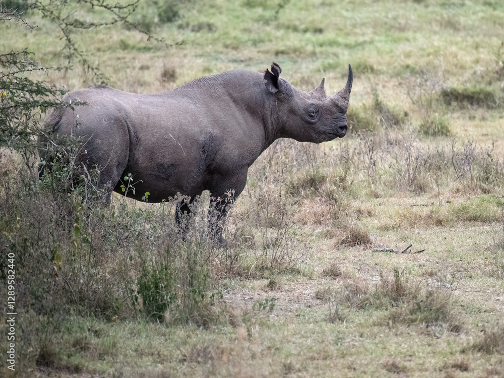 A black rhinoceros in the grasslands of Lake Nakuru, Kenya A black rhinoceros in the grasslands of Lake Nakuru, Kenya