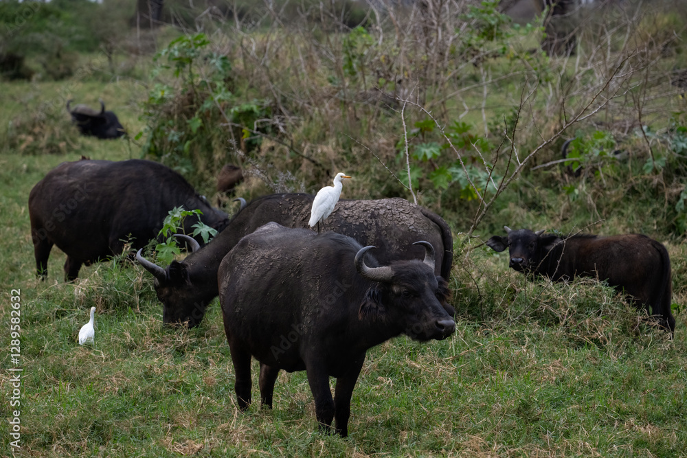 herd of African buffalo grazing in a grassy savanna, with an egret perched on one buffalo herd of African buffalo grazing in a grassy savanna, with an egret perched on one buffalo