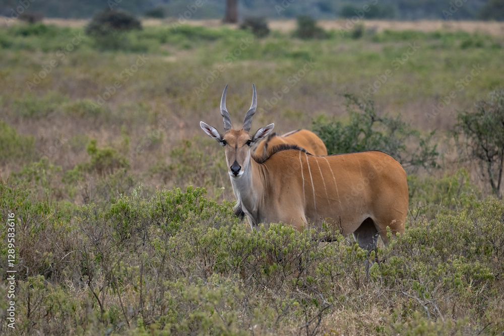 A pair of elands in the savanna, one facing the camera with a curious expression A pair of elands in the savanna, one facing the camera with a curious expression