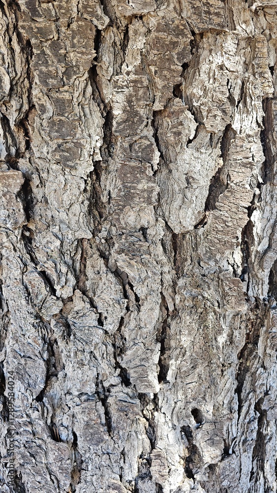 Close-up texture of tree bark, natural wooden background. Detailed rough surface with cracks and patterns, perfect for nature and organic designs Close-up texture of tree bark, natural wooden background. Detailed rough surface with cracks and patterns, perfect for nature and organic designs