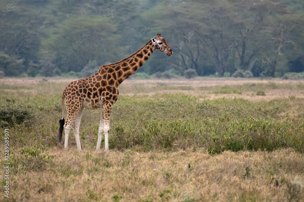 Rothschild’s Giraffe standing tall in the open grasslands, showcasing its patterned coat Rothschild’s Giraffe standing tall in the open grasslands, showcasing its patterned coat
