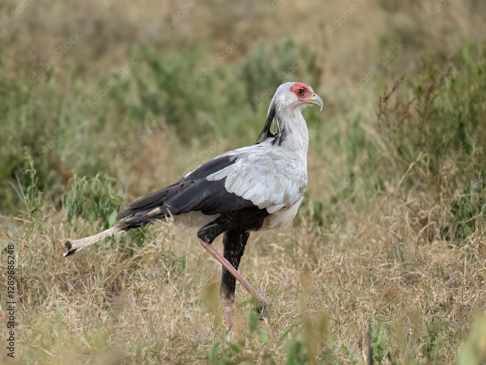 Obraz premium Secretarybird walking through the grasslands, displaying its distinctive long legs and striking plumage