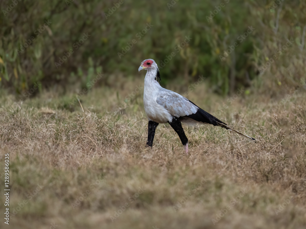 Obraz premium Secretarybird walking through the grasslands, displaying its distinctive long legs and striking plumage