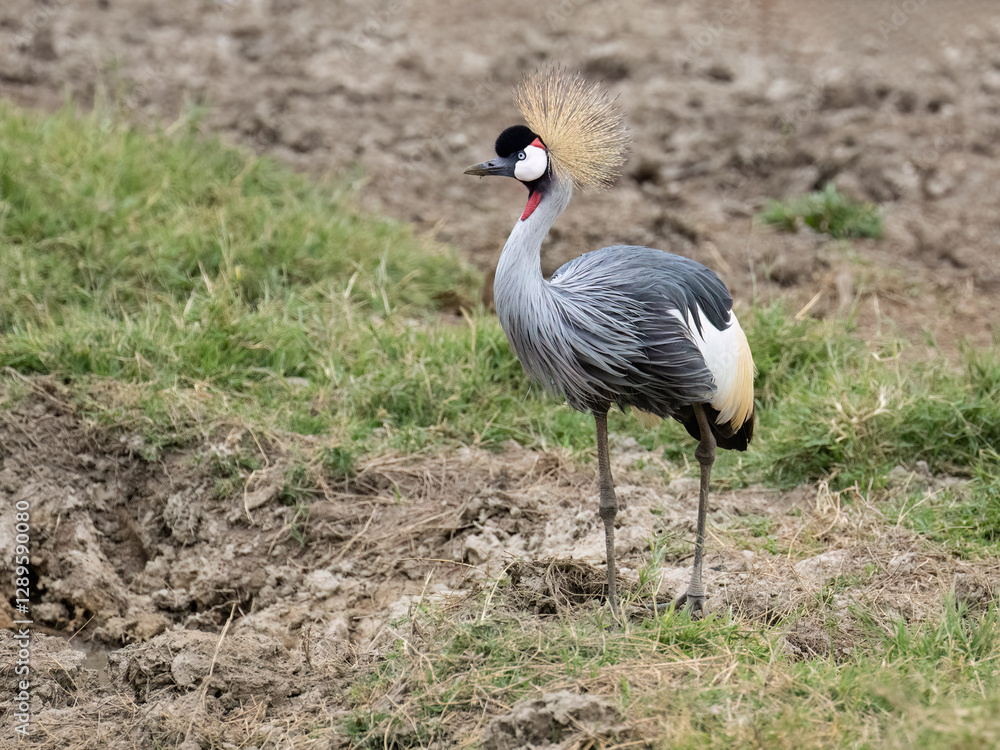 Obraz premium Gray Crowned Crane standing tall with an elegant posture, showcasing its striking plumage and regal crest
