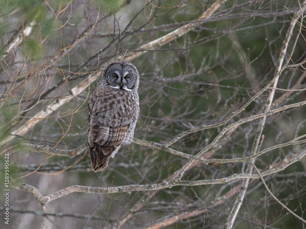 A majestic great gray owl perched among branches, blending seamlessly into its surroundings in winter