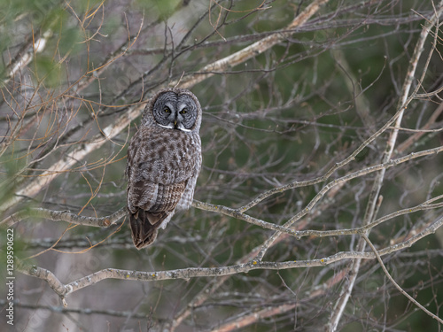 Obraz na płótnie A majestic great gray owl perched among branches, blending seamlessly into its surroundings in winter w salonie
