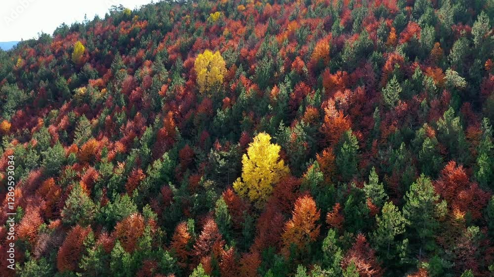 Dense forest in autumn with a striking contrast of colors. A bright yellow poplar stands out among green pines and red foliage, highlighting the vibrant autumnal landscape
Dense forest in autumn with a striking contrast of colors. A bright yellow poplar stands out among green pines and red foliage, highlighting the vibrant autumnal landscape