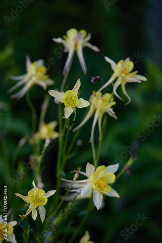 Delicate yellow wildflowers stand tall in a garden, surrounded by rich green foliage under bright spring sunlight, attracting pollinators.