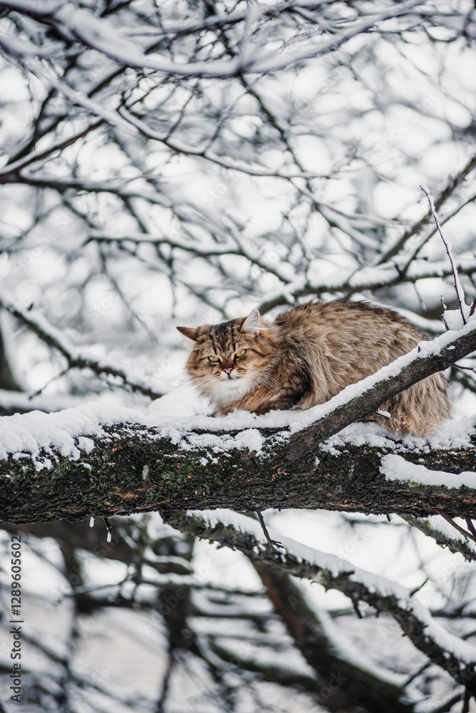 A beautiful small kitty on the snow covered tree , little cat on the tree , winter animals A beautiful small kitty on the snow covered tree , little cat on the tree , winter animals