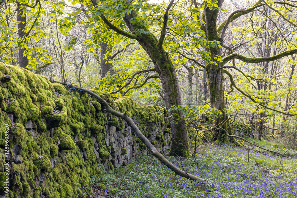 Moss-Covered Stone Wall and Twisted Trees in a Serene Spring Woodland with Fresh Green Leaves and a Carpet of Bluebells Moss-Covered Stone Wall and Twisted Trees in a Serene Spring Woodland with Fresh Green Leaves and a Carpet of Bluebells