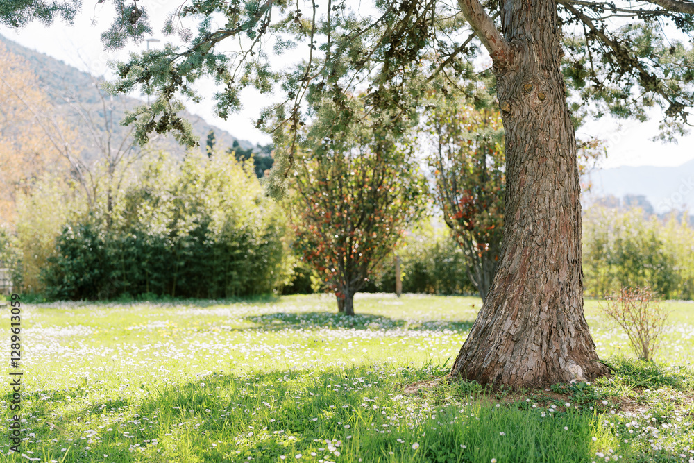 Fototapeta premium Sunny meadow blooming with white flowers near a pine tree