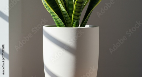 Healthy snake plant in a minimalist white pot casting elegant shadows, conveying a fresh and calming atmosphere, highlighting the beauty of indoor greenery photo