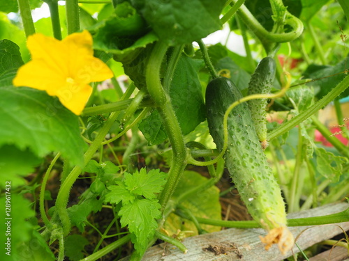 Open bed for cucumbers. Net for climbing vegetable crops, vegetarium. Yellow flower and cucumber vegetable ready for picking, eating, pickling. Fresh food ecological garden