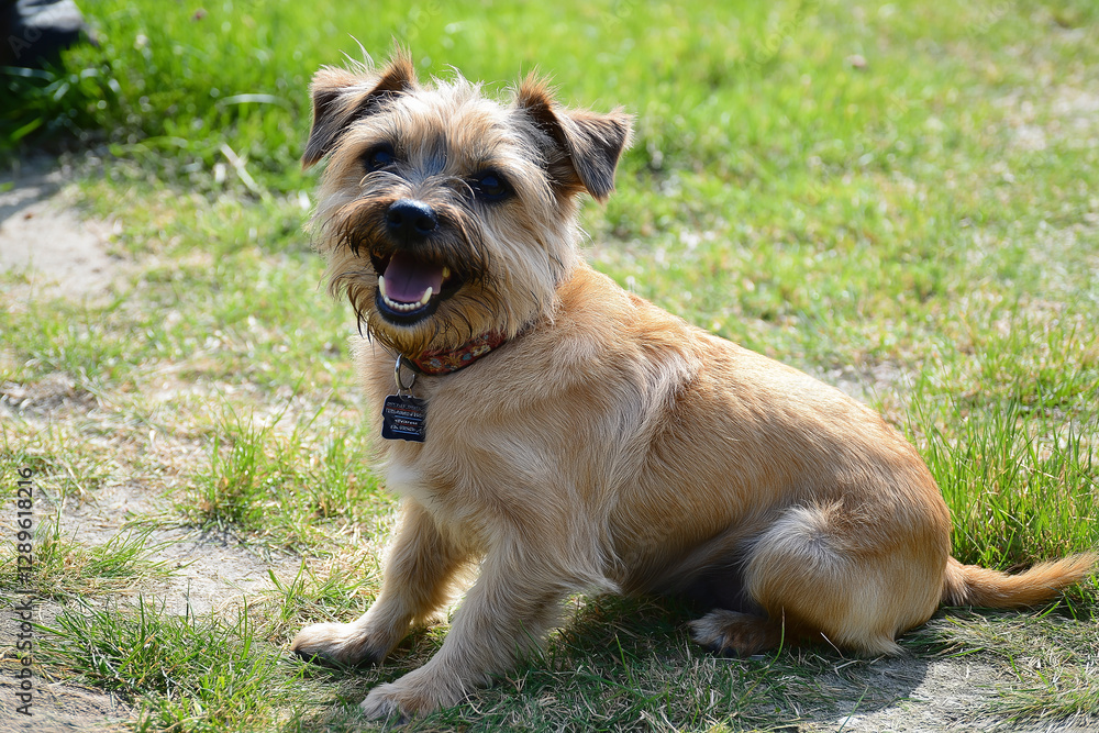 Adorable Border Terrier puppy smiling while sitting on the grass Adorable Border Terrier puppy smiling while sitting on the grass