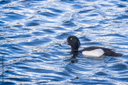 Close up of a black and white Tufted duck swimming on choppy water at Langford lakes, Wiltshire, UK on 24 February 2025