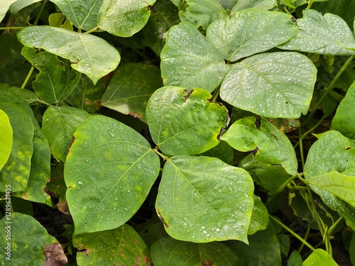 Foto Mucuna bracteata plant in the morning