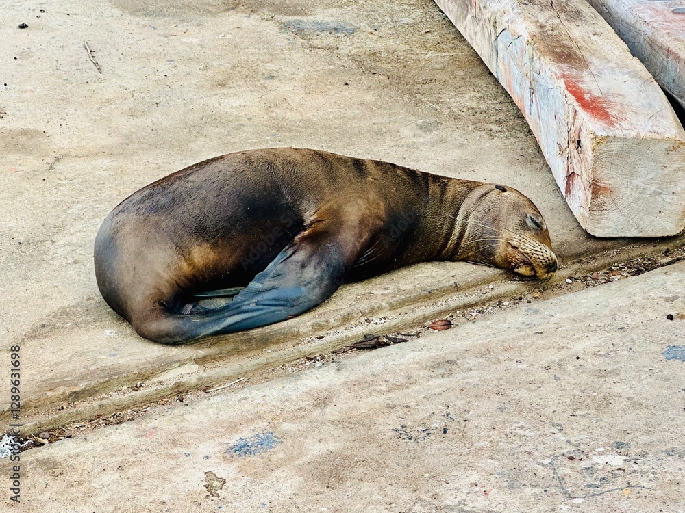 Fototapeta premium Sleeping Sea Lion in Galapagos 