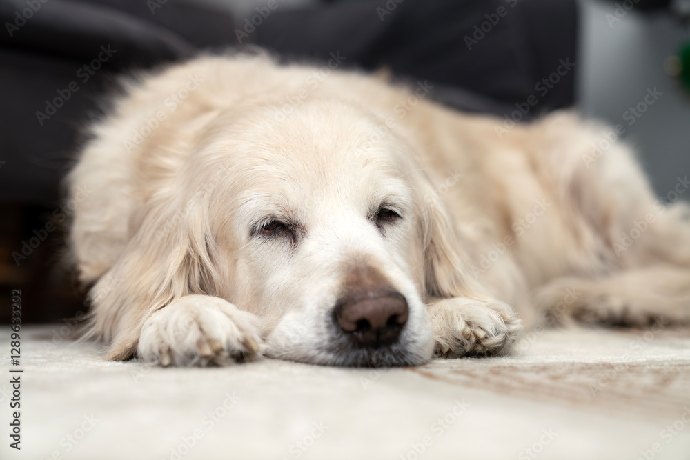 Sick, cold and tired golden retriever dog lying down, sleeping, resting, relaxing. Snot running out of big black nose. Dog on cozy carpet. Relaxed pet at home, comfort, aging flu dog, pet care concept Sick, cold and tired golden retriever dog lying down, sleeping, resting, relaxing. Snot running out of big black nose. Dog on cozy carpet. Relaxed pet at home, comfort, aging flu dog, pet care concept