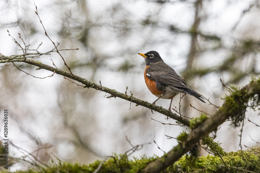 American Robin, Seattle Washington Wildlife American Robin, Seattle Washington Wildlife