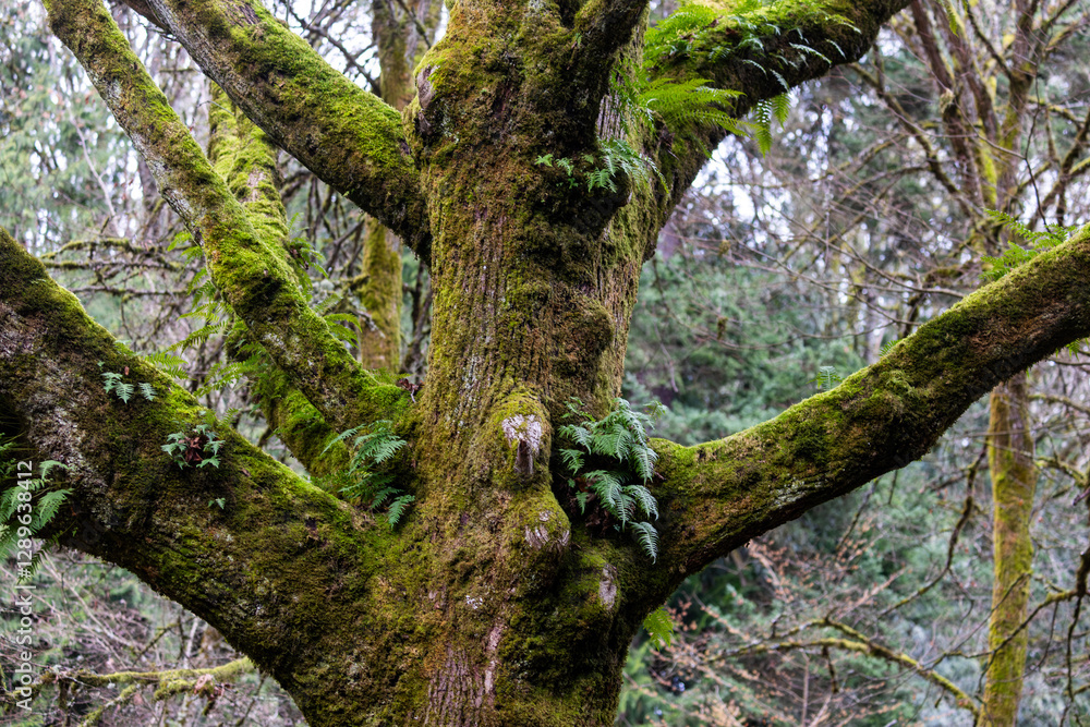 Fototapeta premium Seattle Washington Trees Covered in Moss and Vines