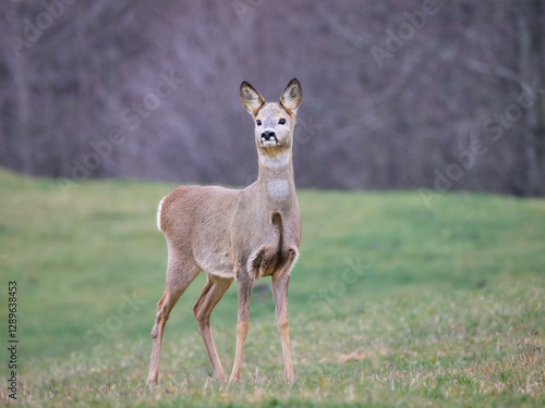 Fototapeta Naklejka Na Ścianę i Meble -  sarna europejska, roe, roedeer, Suwalszczyzna.
Sarny w naturalnym środowisku, w jesiennych barwach.
