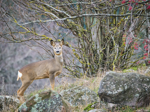 Fototapeta Naklejka Na Ścianę i Meble -  sarna europejska, roe, roedeer, Suwalszczyzna.
Sarny w naturalnym środowisku, w jesiennych barwach.