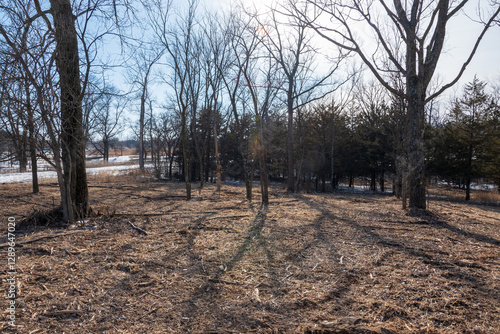 Mulched Red Cedar Stand