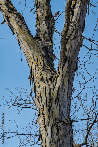 shagbark hickory tree