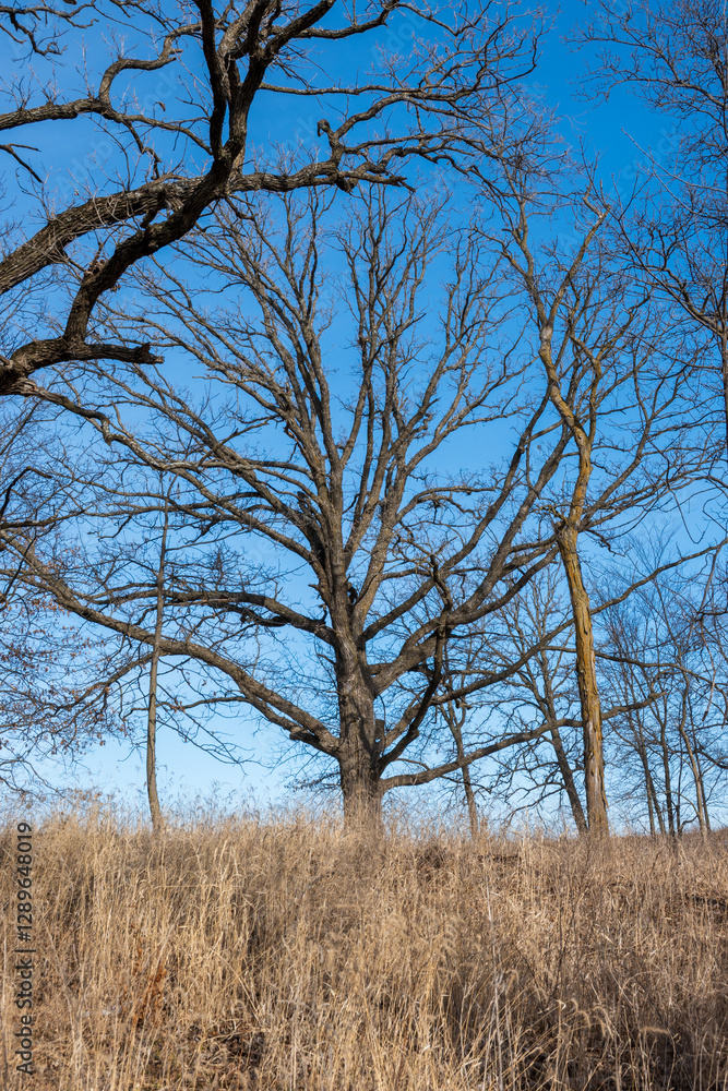 Oak Tree Canopy in Winter Oak Tree Canopy in Winter