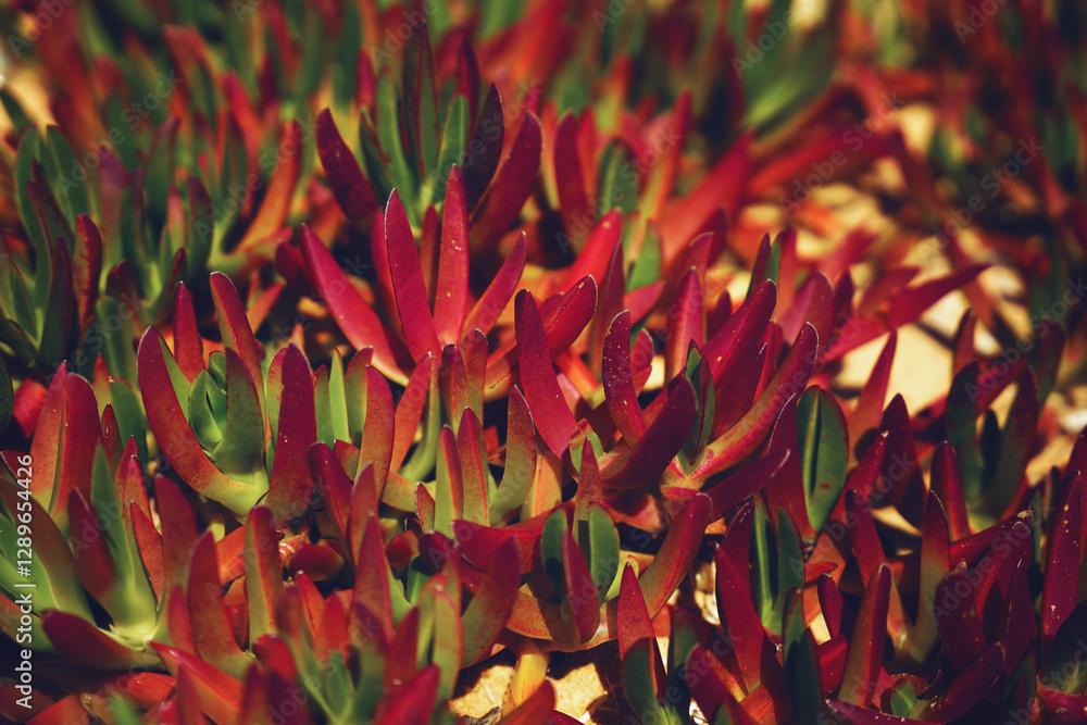 Beautiful pink Carpobrotus edulis is a ground-creeping plant with succulent leaves. Beautiful pink Carpobrotus edulis is a ground-creeping plant with succulent leaves.