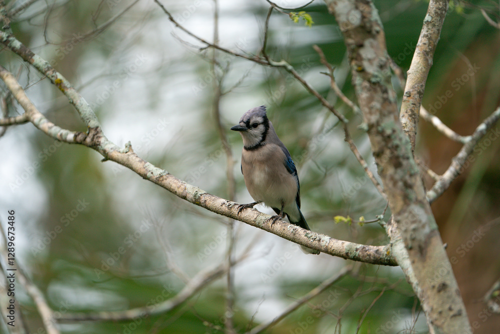 Fototapeta premium Blue Jay perched at the top of a tree.