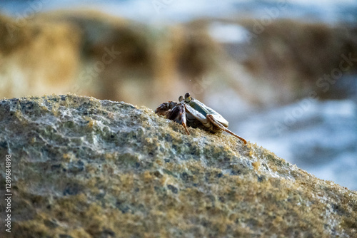 Crab on a rock in the ocean