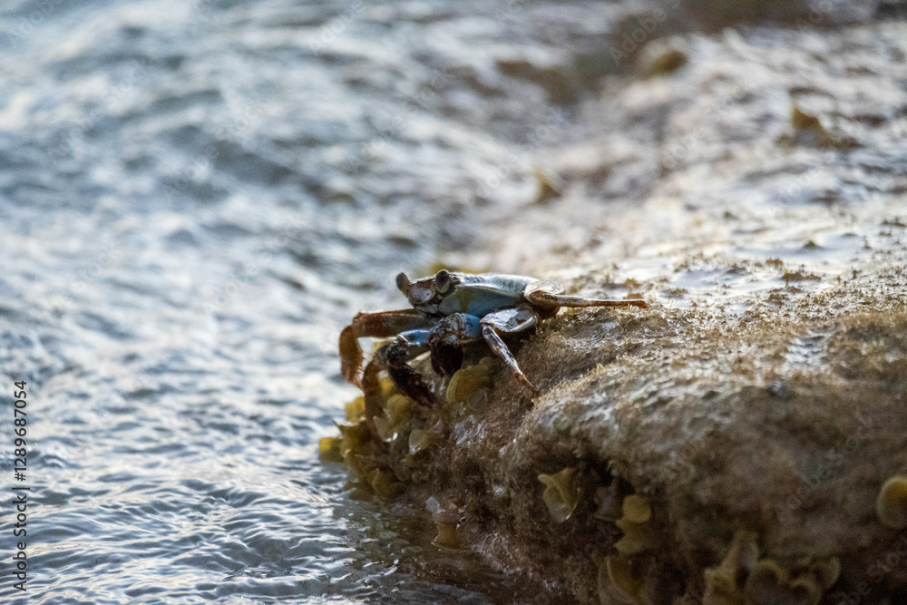 Fototapeta premium Crab on a rock in the ocean