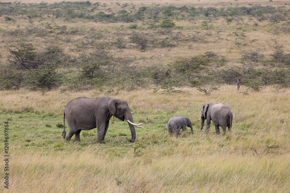 Elephants graze in grassy field, including a baby elephant. Elephants graze in grassy field, including a baby elephant.