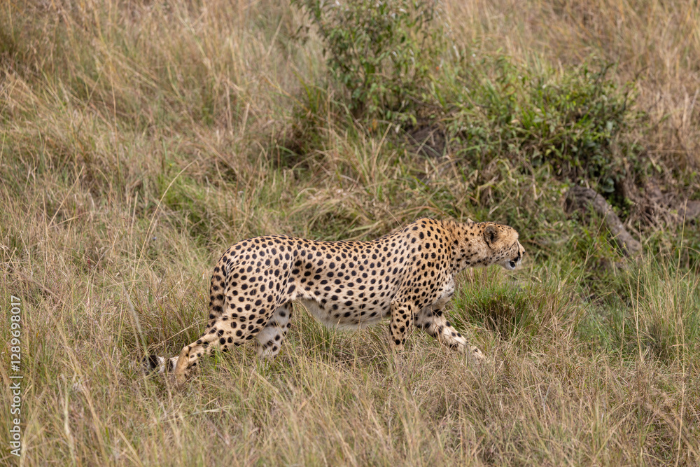 Cheetah stalks through tall grass, hunting in the wild. Cheetah stalks through tall grass, hunting in the wild.