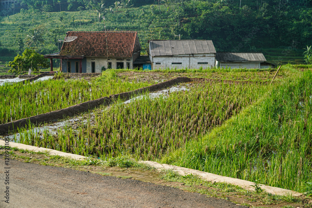 Naklejka premium Picturesque view of rice paddies, houses, and lush greenery in a serene Indonesian countryside. Tranquil Rice Paddies and Houses in Rural Indonesia