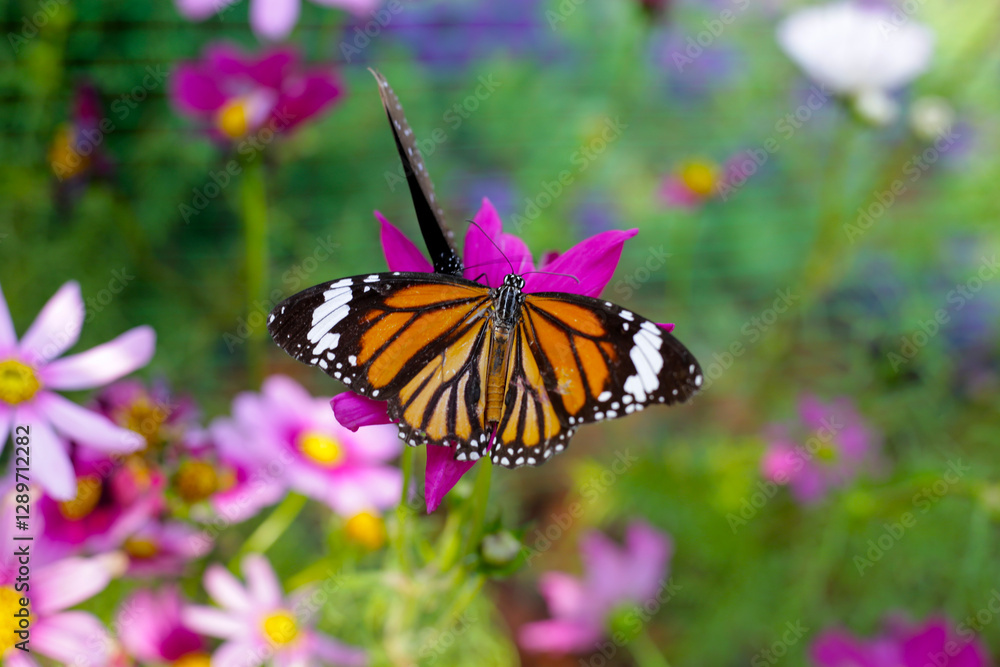Naklejka premium A beautiful butterfly in the garden