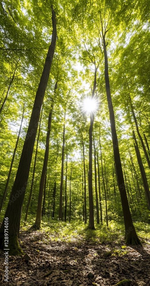 Obraz premium Sunlit Beech Forest, Spring Sunlight, Tranquil Nature Scene, Background for Relaxation.