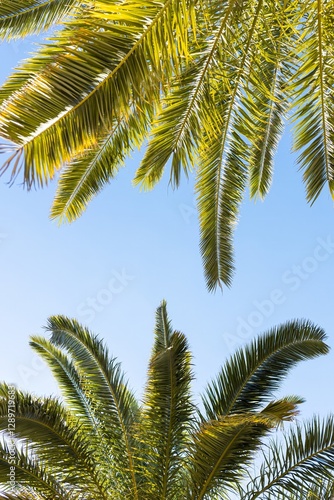 Palm trees symbolize tropical climate, exotic nature seaside vacation. Feeling of warmth and relaxation. Palm tree in tourism projects, resort advertising campaigns or articles about tropical plants.