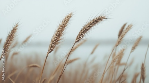 Close-Up of Gentle Wheat Stalks Swaying in the Breeze Against a Soft Background with a Calm Water Surface