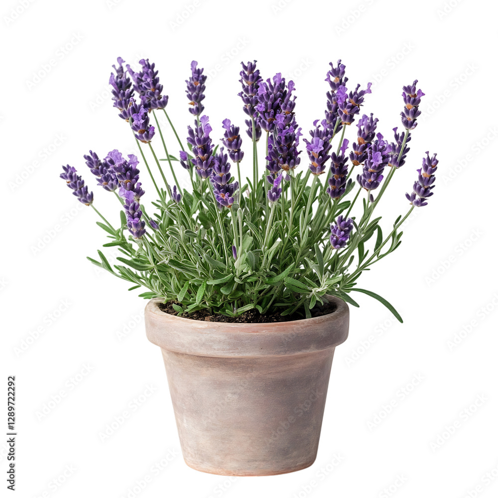 Fototapeta premium Lavender Plant in Pot Isolated on Transparent Background