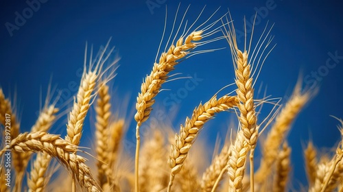 Obraz na płótnie Golden Wheat Ears Against a Clear Blue Sky Reflecting the Beauty of Nature and Agriculture w salonie