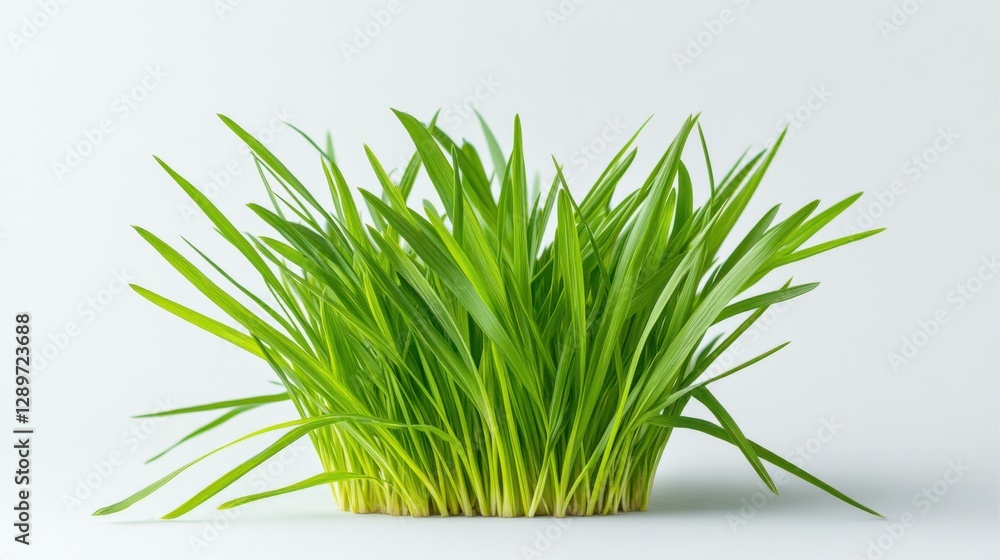 Fototapeta premium Fresh green grass in a clump