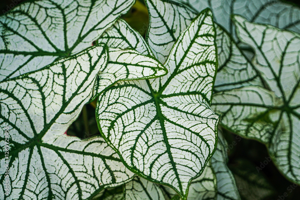 Obraz premium Close-up of Caladium Bicolor 'White Christmas' leaves, showcasing their striking green and white veins. Caladium Bicolor 'White Christmas' Leaves Bacgrounds.