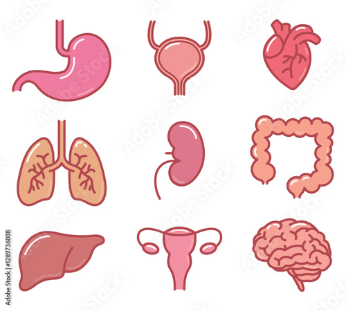Human internal organs cartoon icon set Symbol Collection