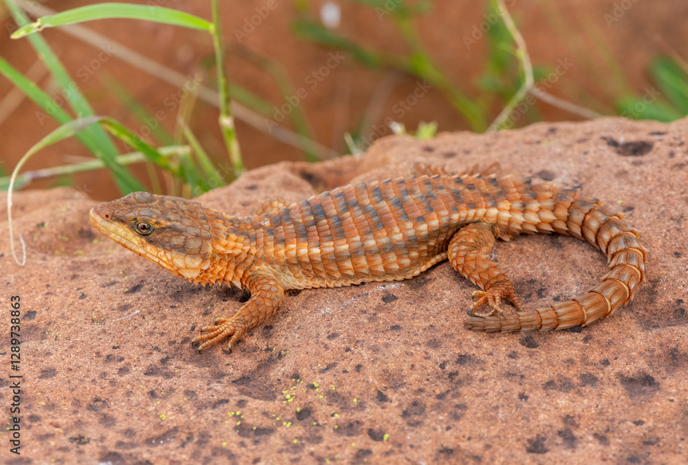 A beautiful Transvaal girdled lizard (Cordylus vittifer), also known as Reichenow's spiny-tailed lizard, or common girdled lizard, in the wild A beautiful Transvaal girdled lizard (Cordylus vittifer), also known as Reichenow's spiny-tailed lizard, or common girdled lizard, in the wild