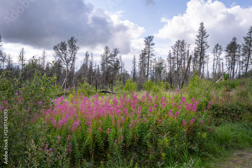 Walking in Powys, Wales in summer, plants regrowing after a fire in a forest. photo