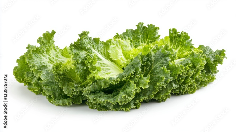 Fresh Organic Romaine Lettuce Head Isolated on White Background - Crisp and Healthy! Fresh Organic Romaine Lettuce Head Isolated on White Background - Crisp and Healthy!